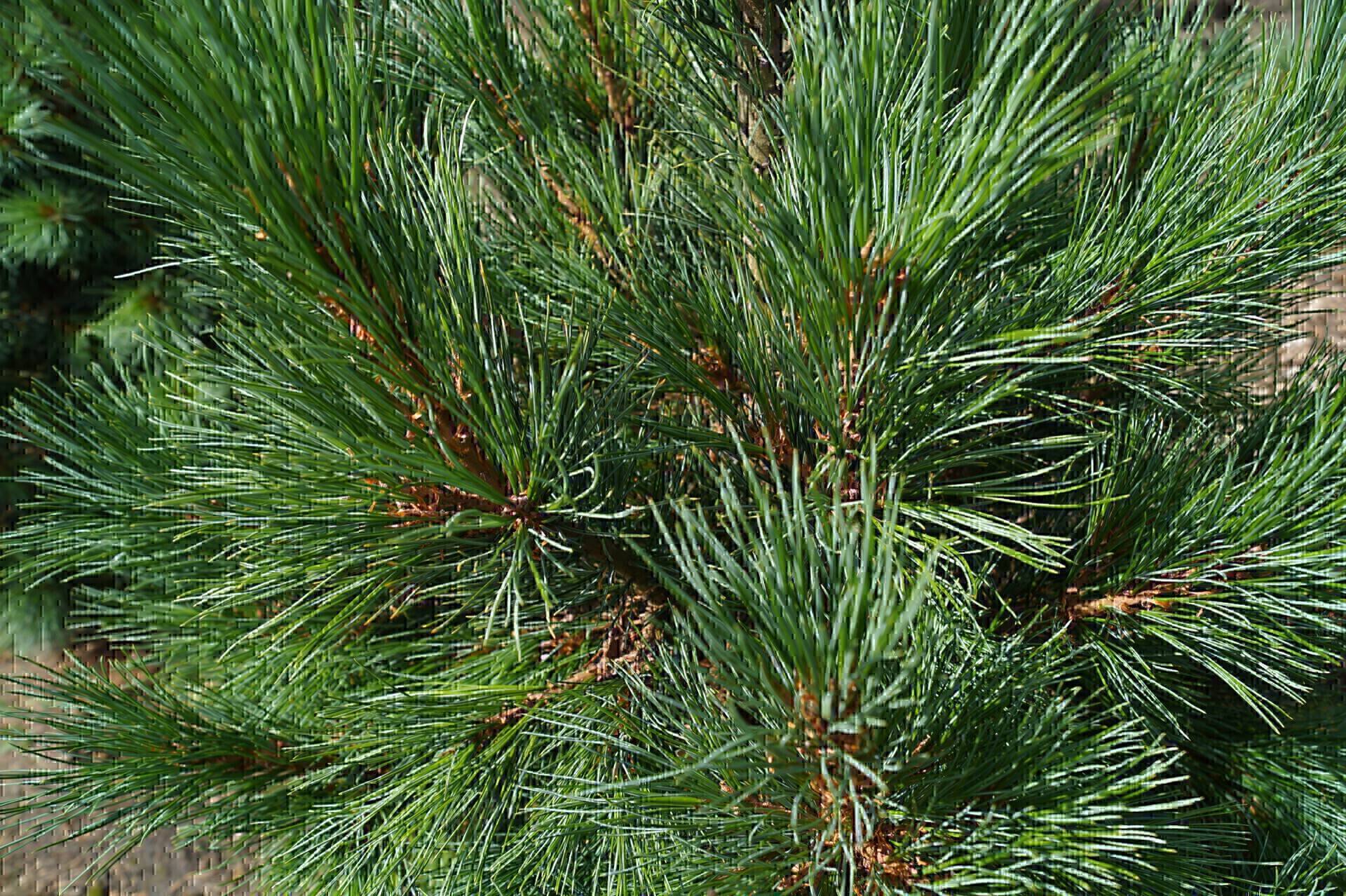 Pinus cembra_02